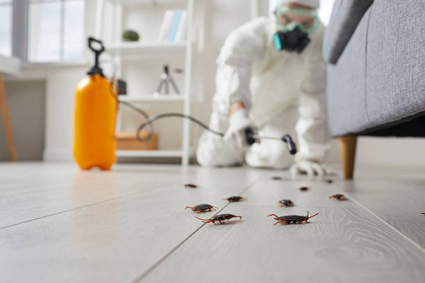 Commercial Kitchen Cockroach Control in Skyline-Ganipa